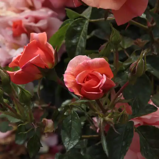 Rosa Alison™ 2000 - portocaliu - trandafir pentru straturi Floribunda